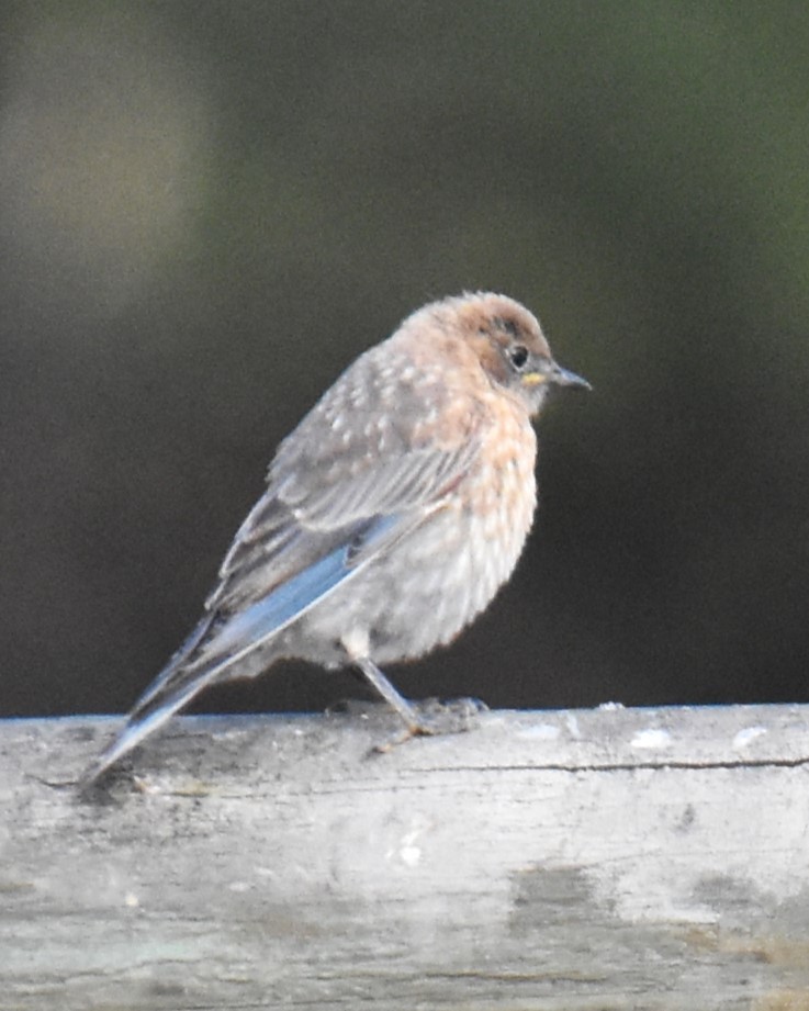 Western Bluebird - ML620763553