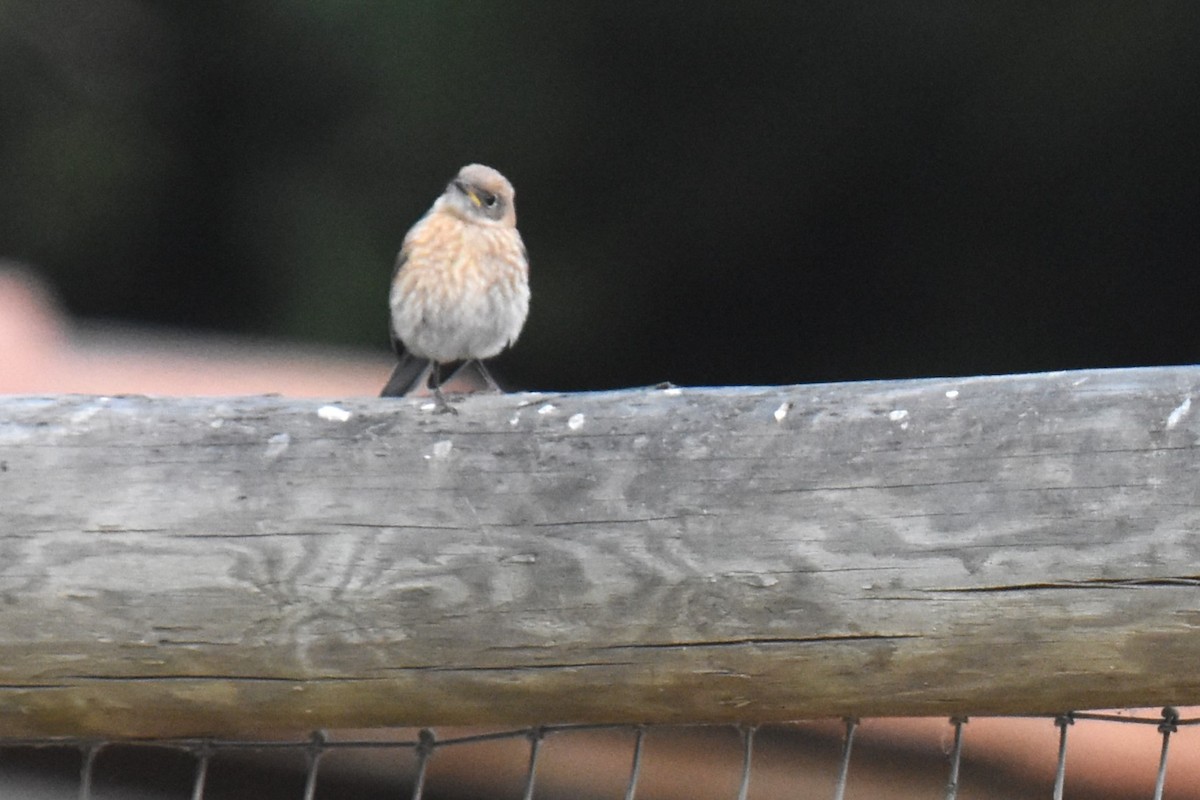 Western Bluebird - ML620763554