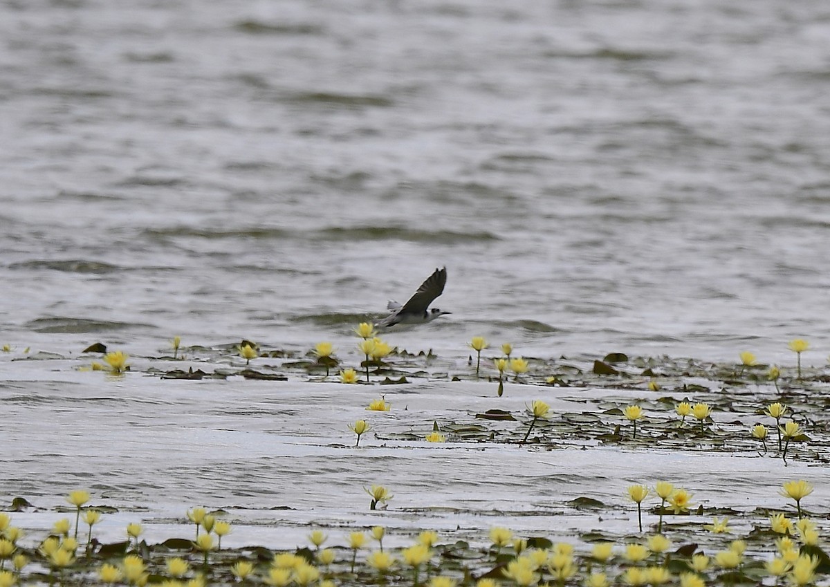 Black Tern - ML620763555