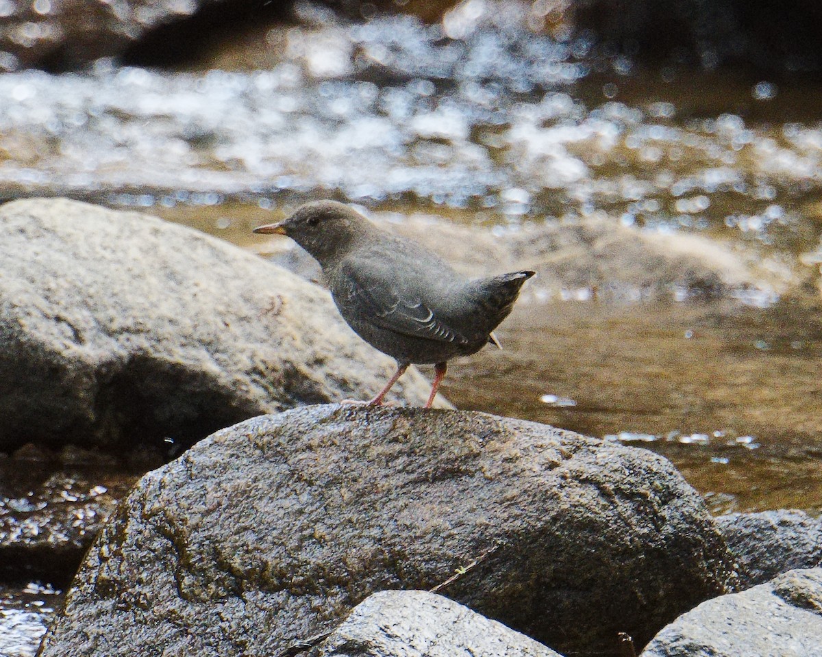 American Dipper - ML620763556