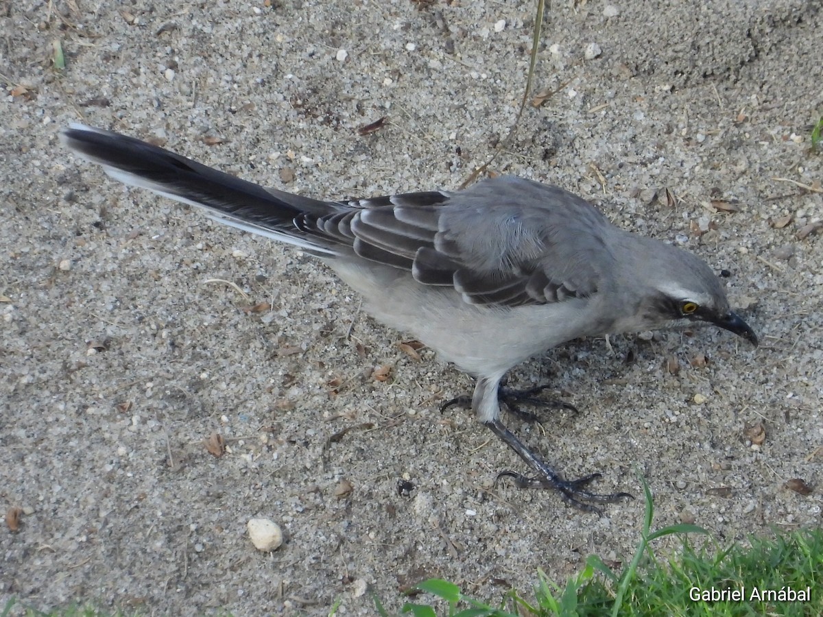 Tropical Mockingbird - ML620763557