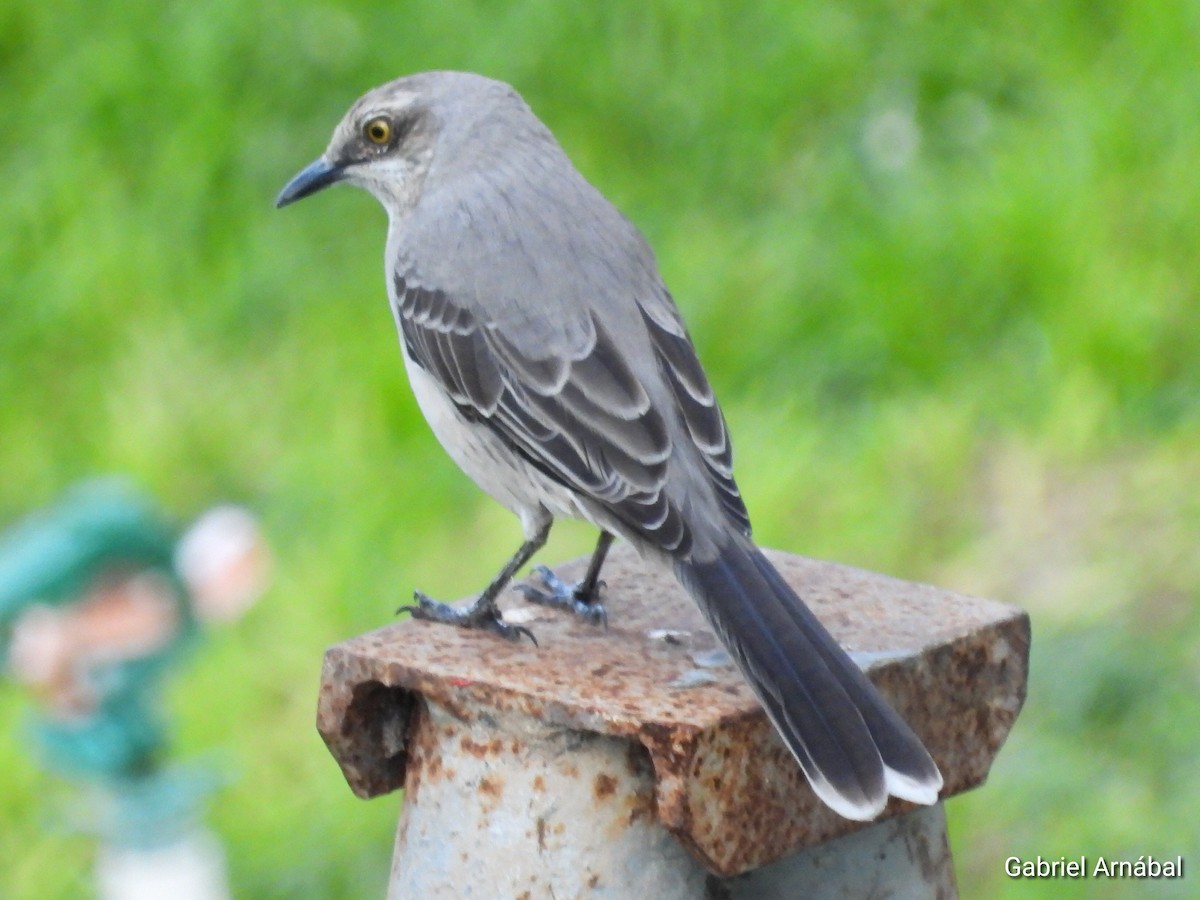 Tropical Mockingbird - ML620763558