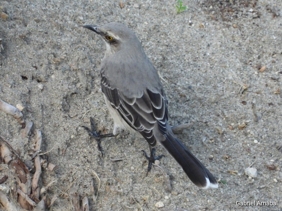 Tropical Mockingbird - ML620763562