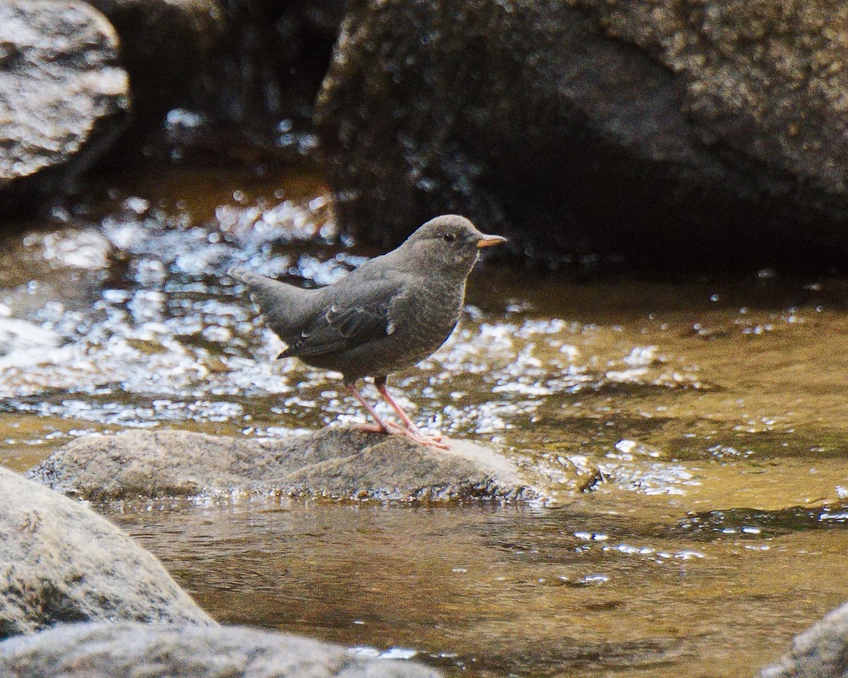 American Dipper - ML620763566