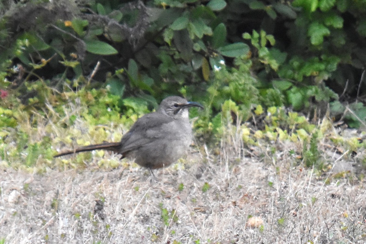 California Thrasher - ML620763571