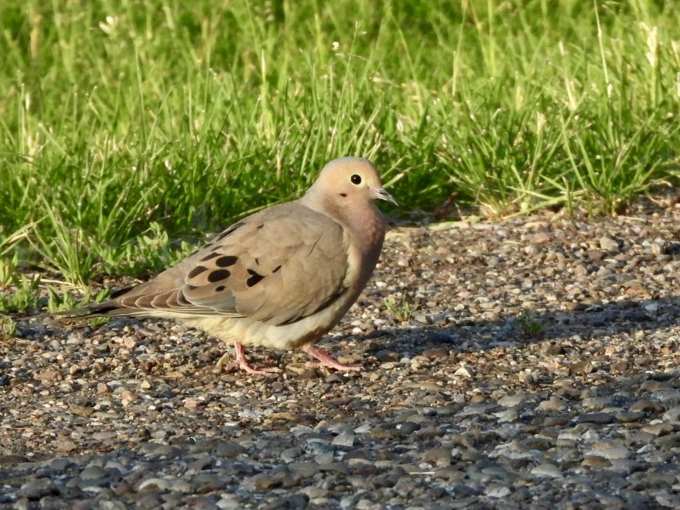 Mourning Dove - Kelsey Plett