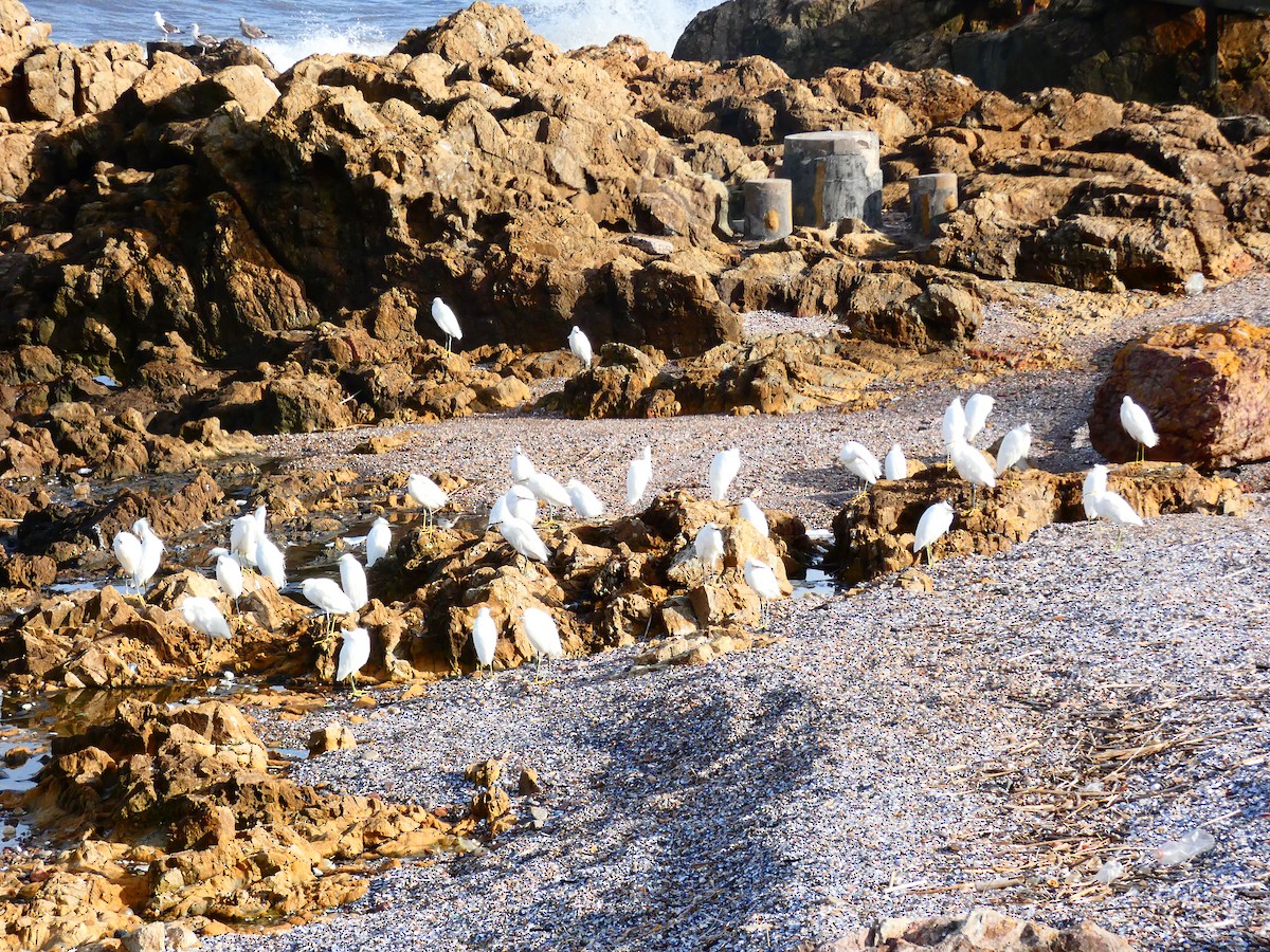 Snowy Egret - ML620763575