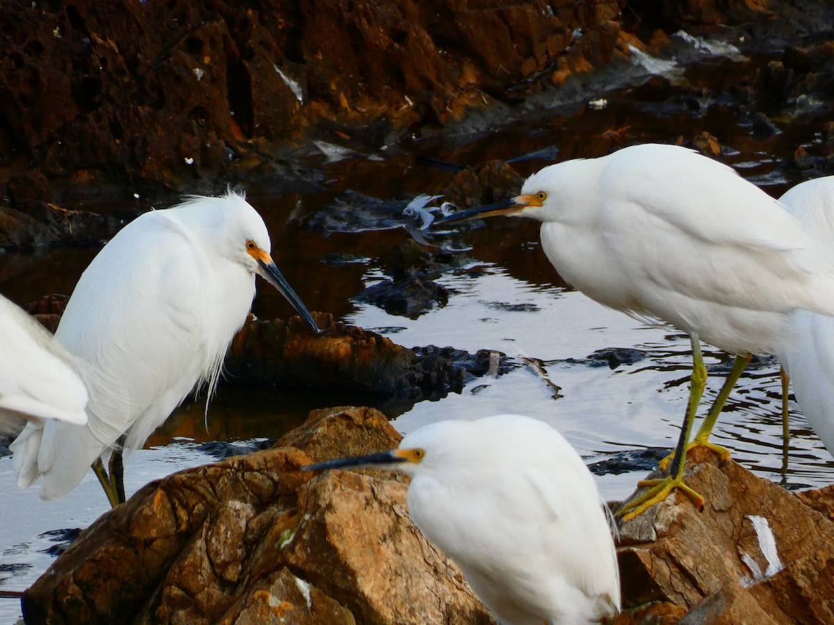 Snowy Egret - ML620763577