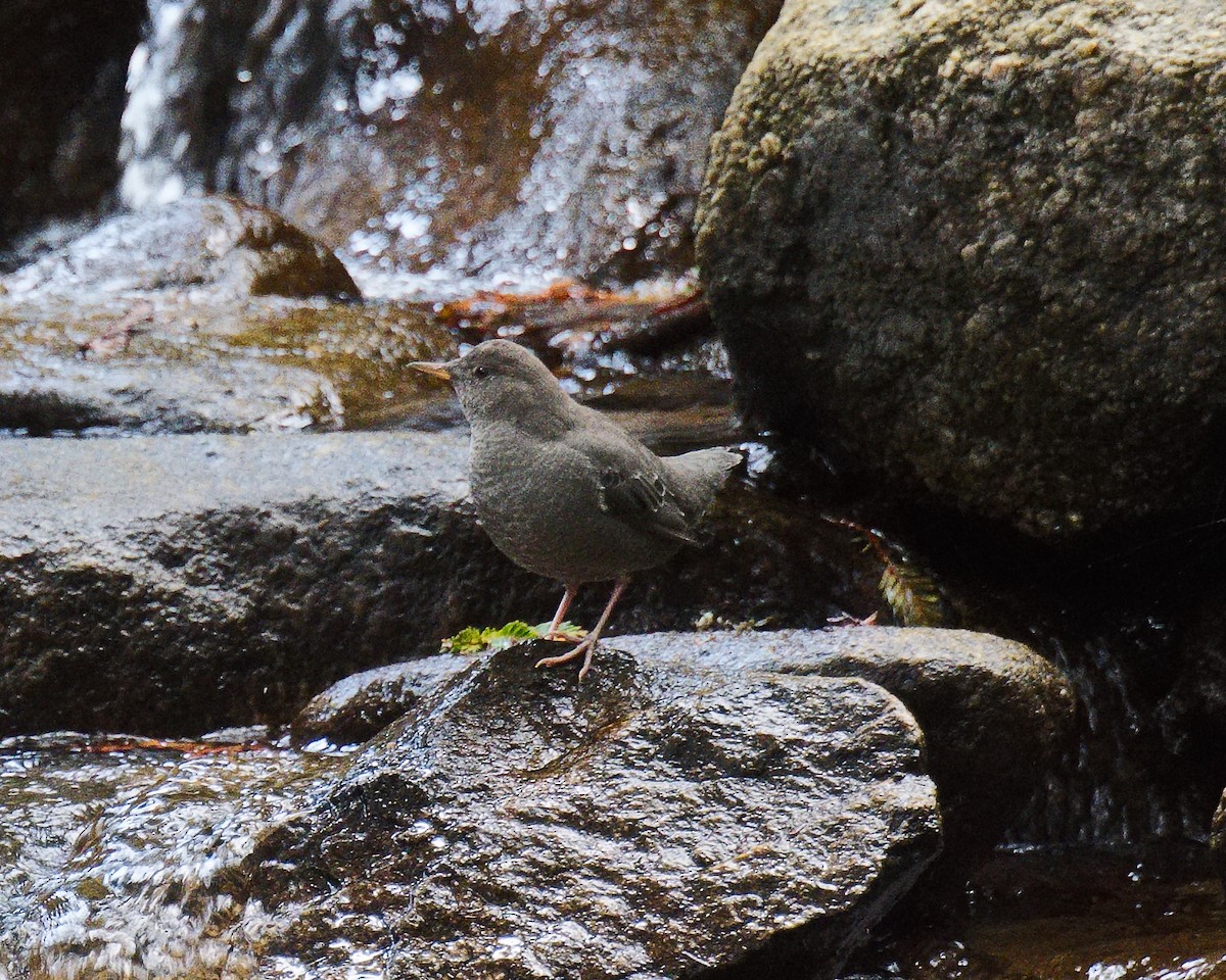 American Dipper - ML620763582