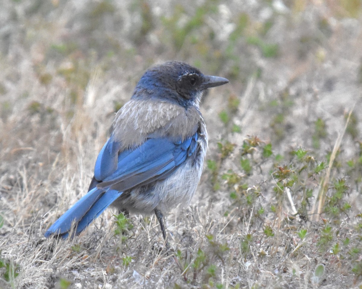 California Scrub-Jay - ML620763586