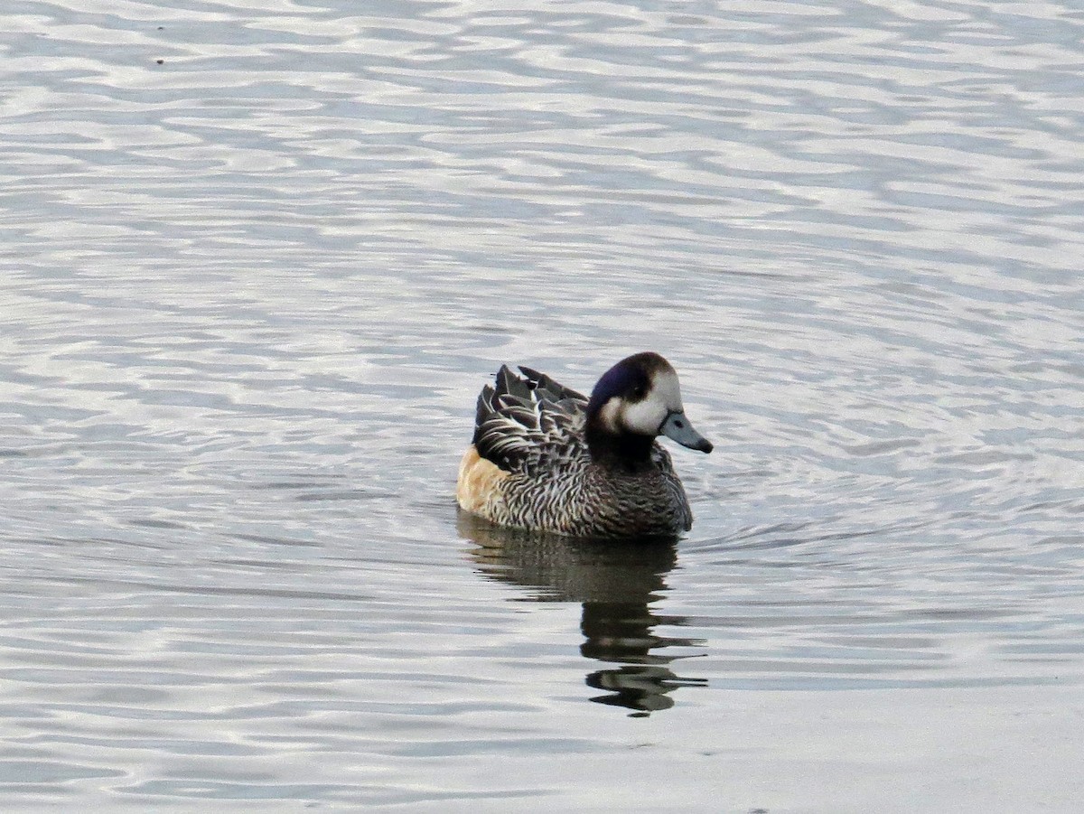 Chiloe Wigeon - ML620763593