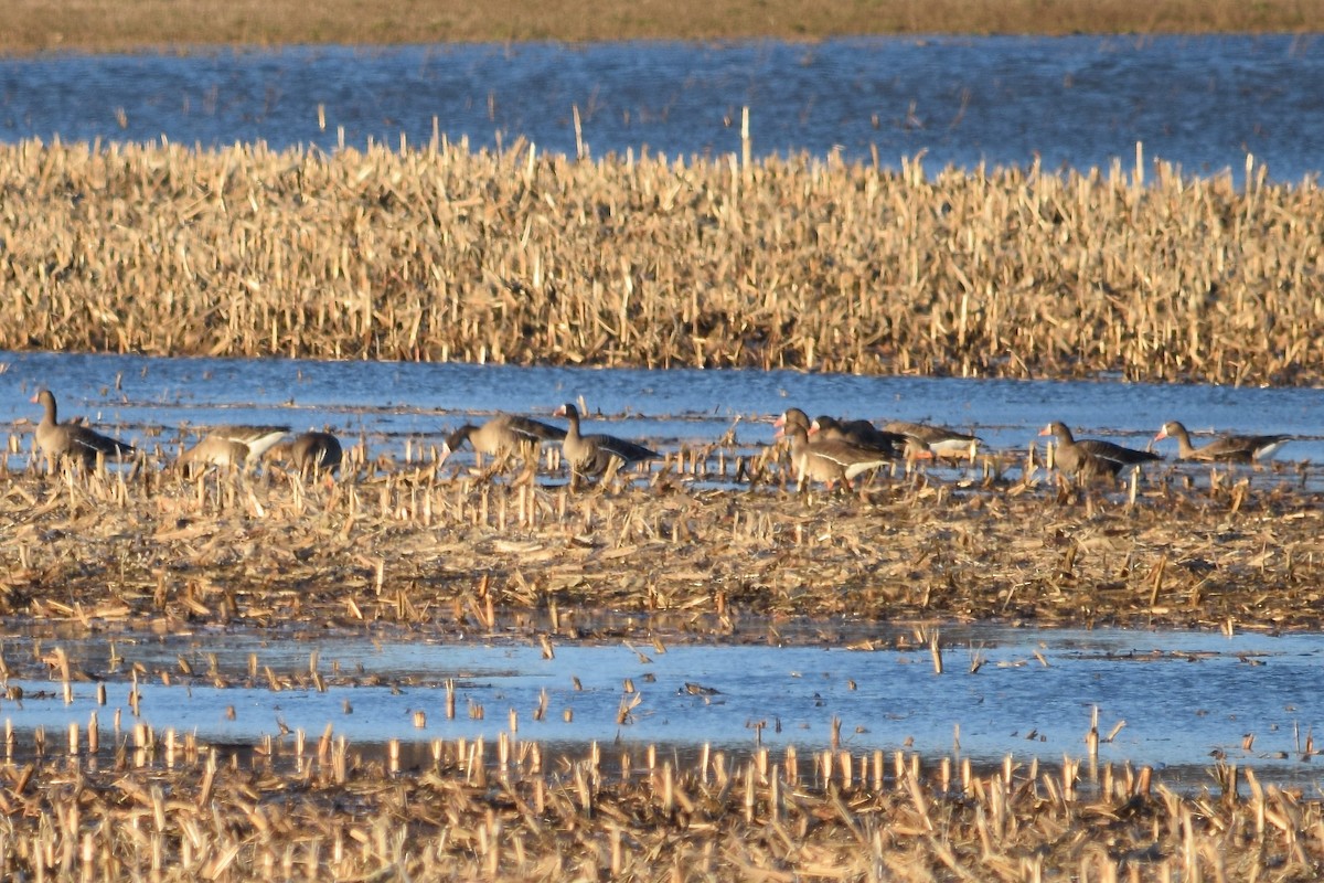 Greater White-fronted Goose - ML620763595