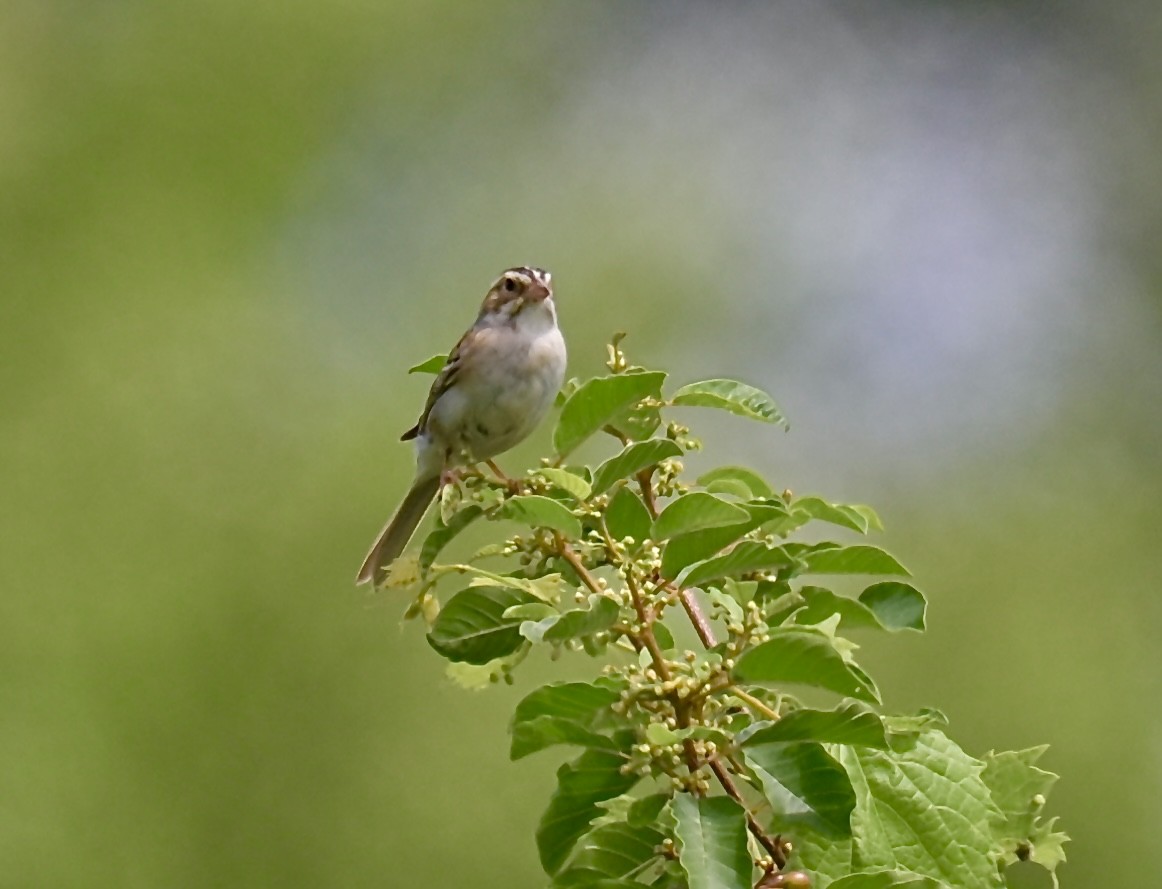 Clay-colored Sparrow - ML620763597