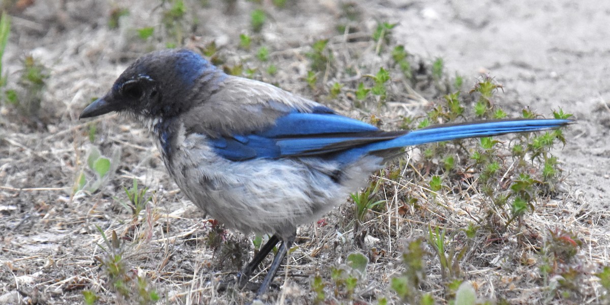 California Scrub-Jay - ML620763598