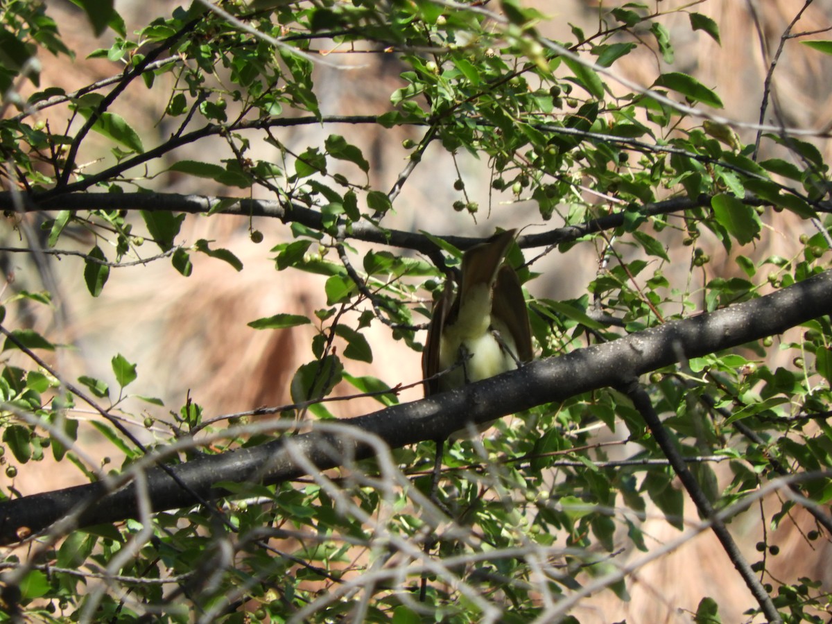 Ash-throated Flycatcher - ML620763601