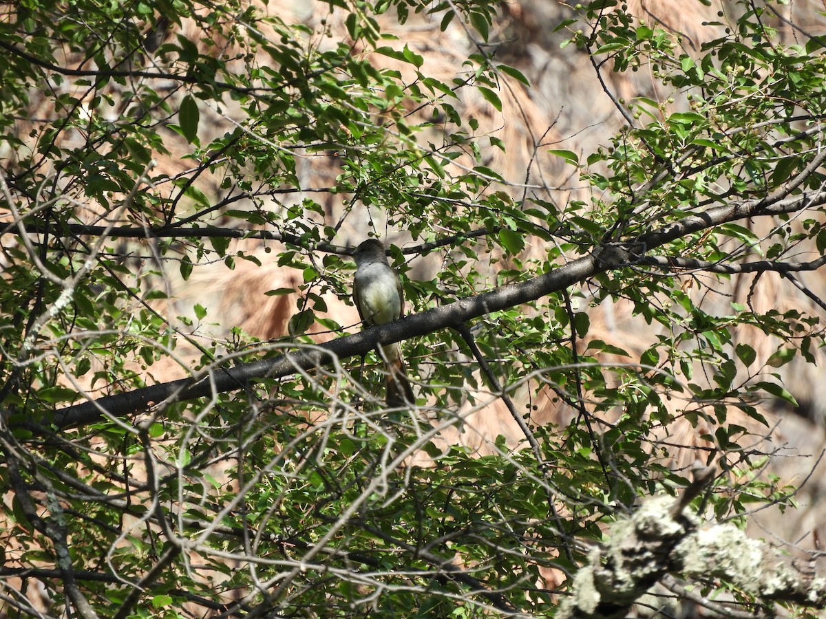 Ash-throated Flycatcher - ML620763602