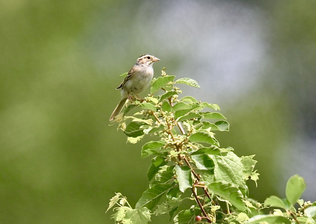 Clay-colored Sparrow - ML620763608