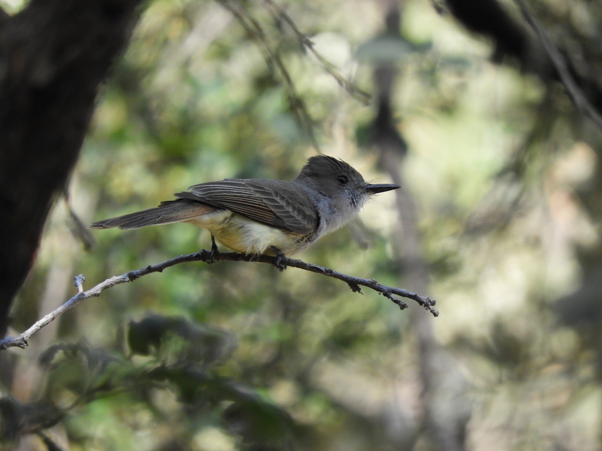 Dusky-capped Flycatcher - ML620763609