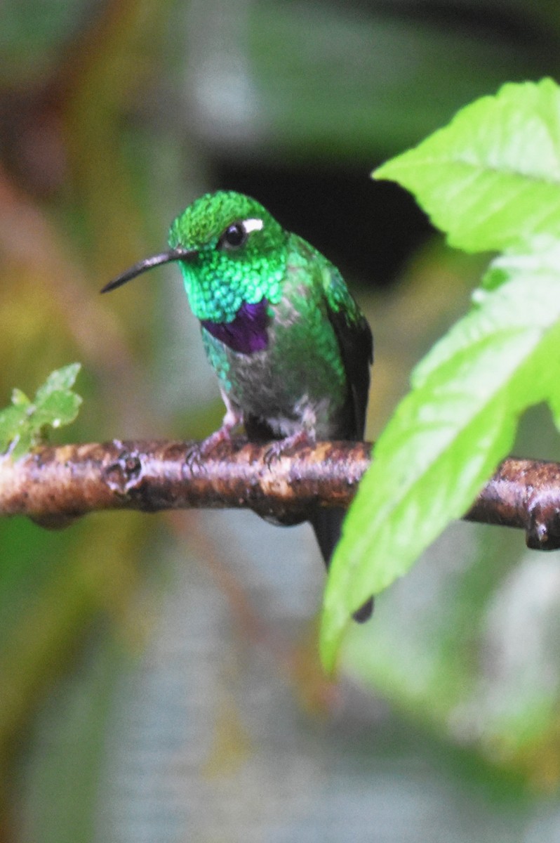 Purple-bibbed Whitetip - ML620763611