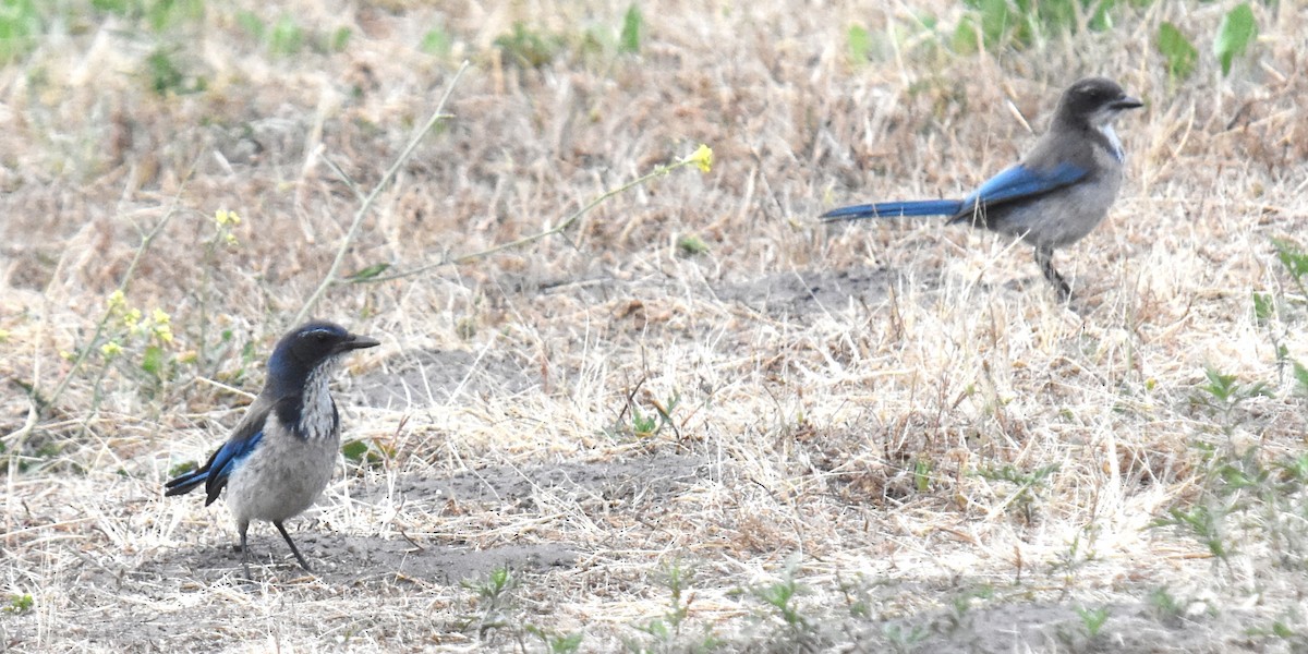 California Scrub-Jay - ML620763613