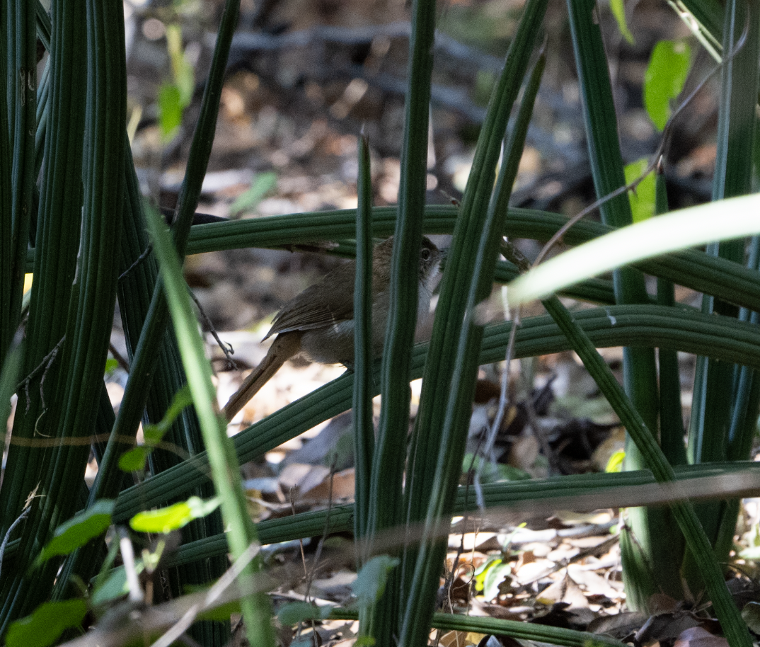 Terrestrial Brownbul - ML620763615