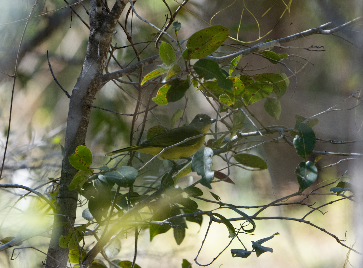 Yellow-bellied Greenbul - ML620763617