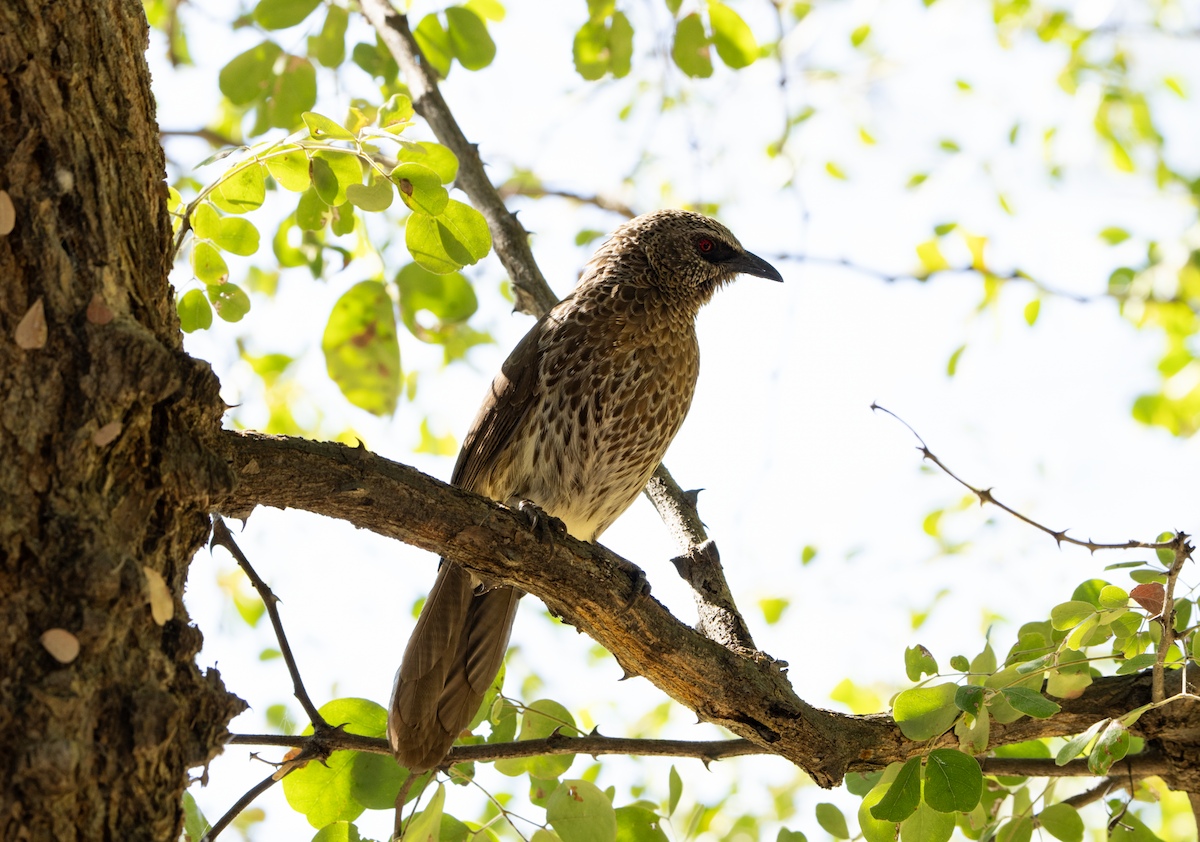 Hartlaub's Babbler - ML620763619