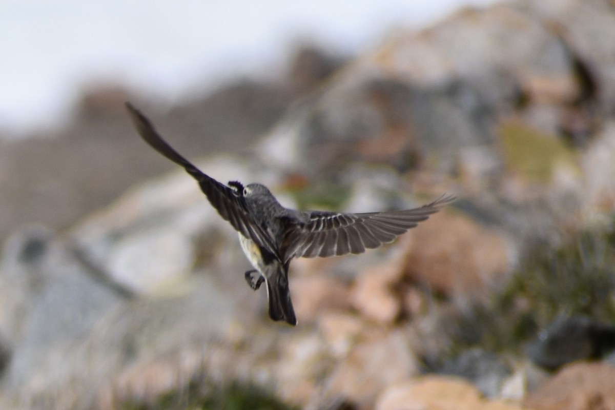 American Pipit - ML620763622