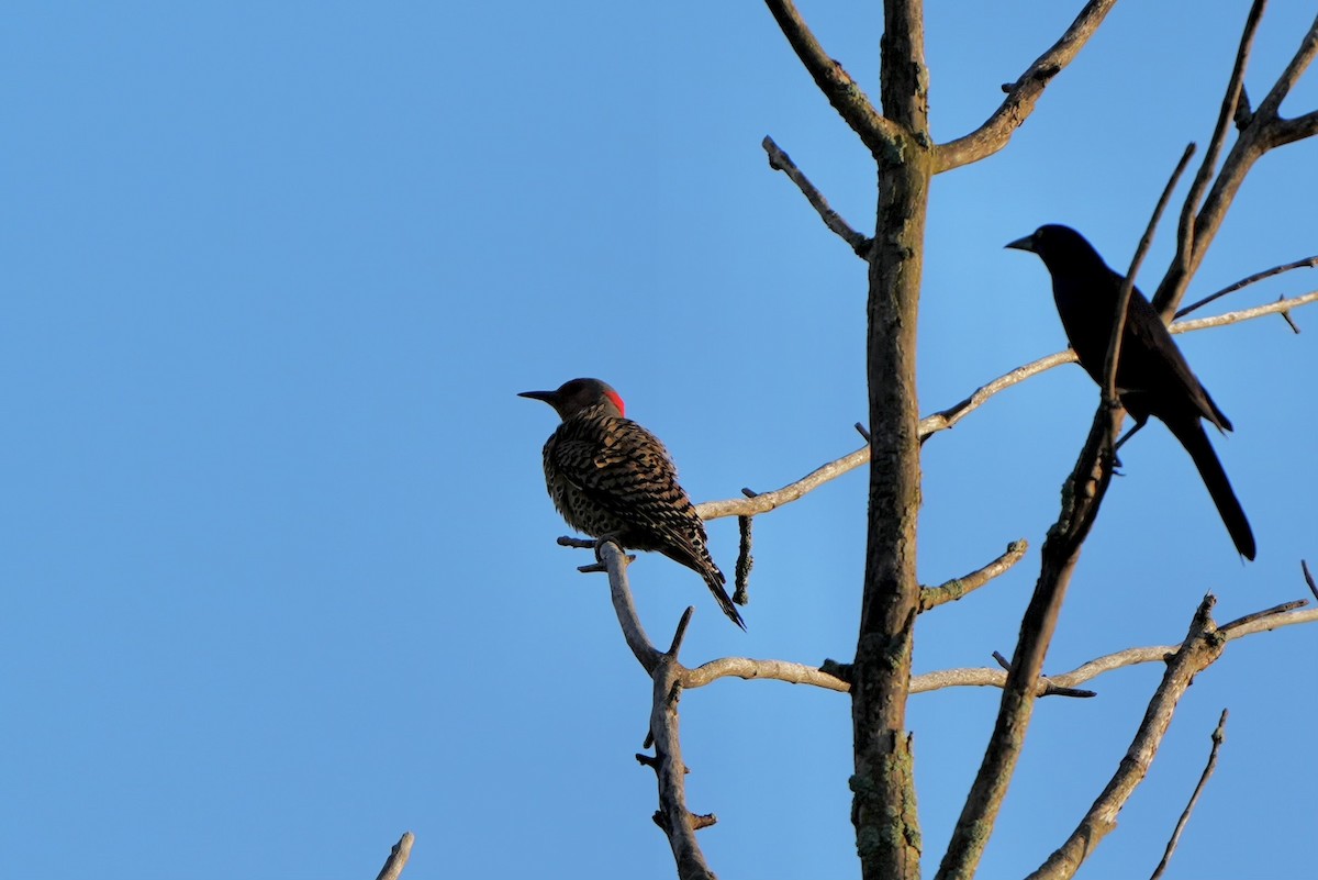 Northern Flicker - ML620763624