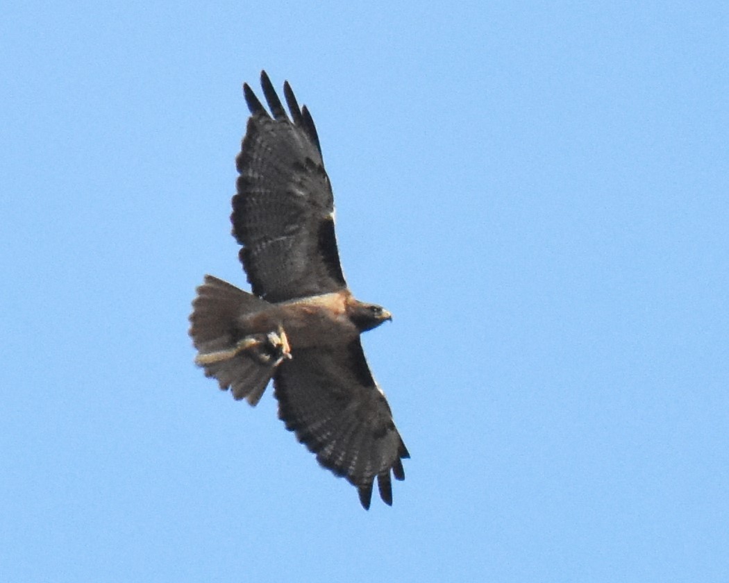 Red-tailed Hawk - ML620763629