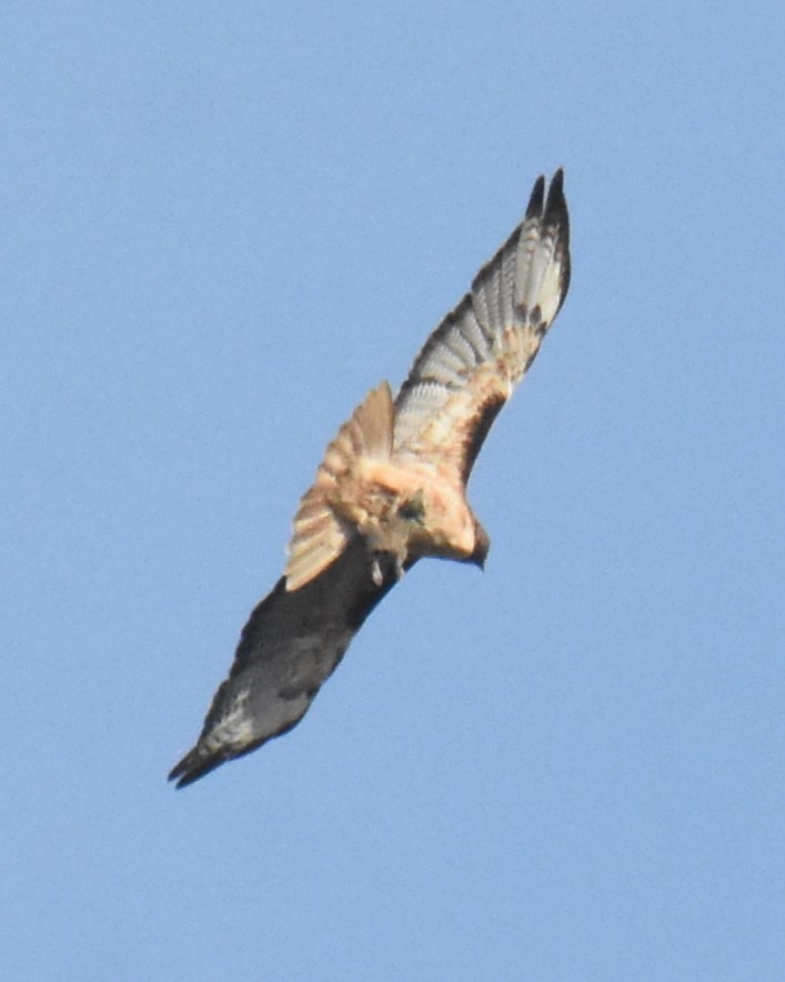 Red-tailed Hawk - ML620763645