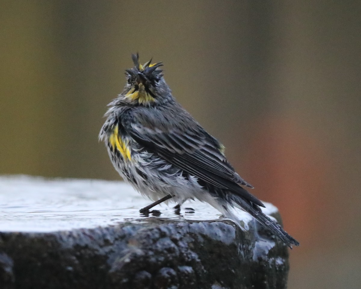 Yellow-rumped Warbler - Linda Dalton