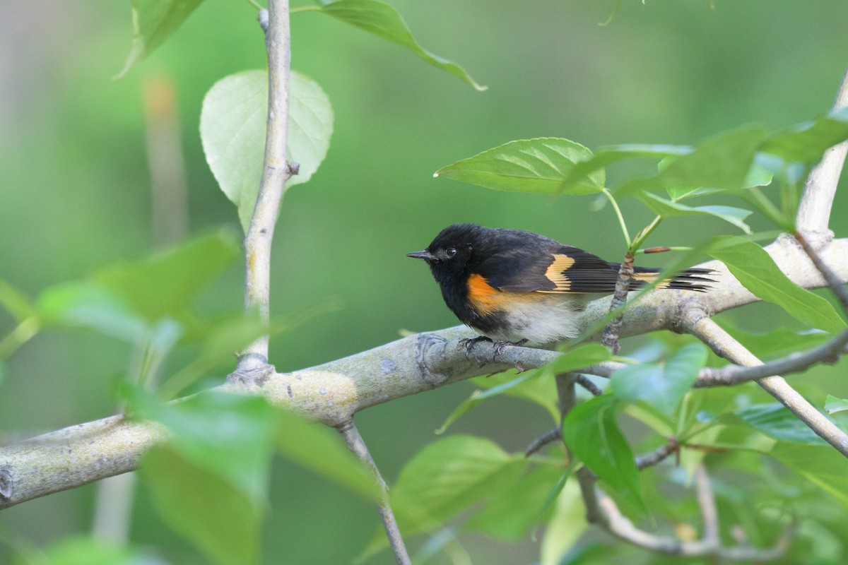 American Redstart - Cameron Hunter