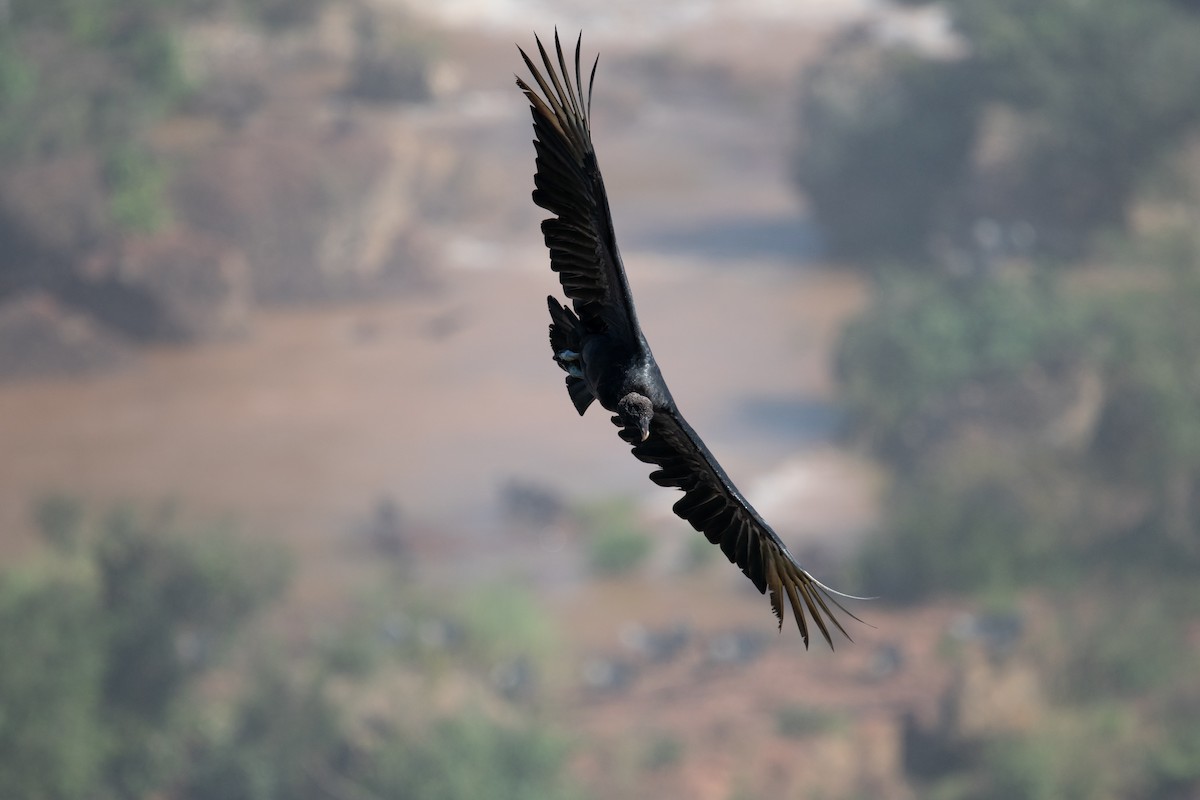 Black Vulture - ML620763656