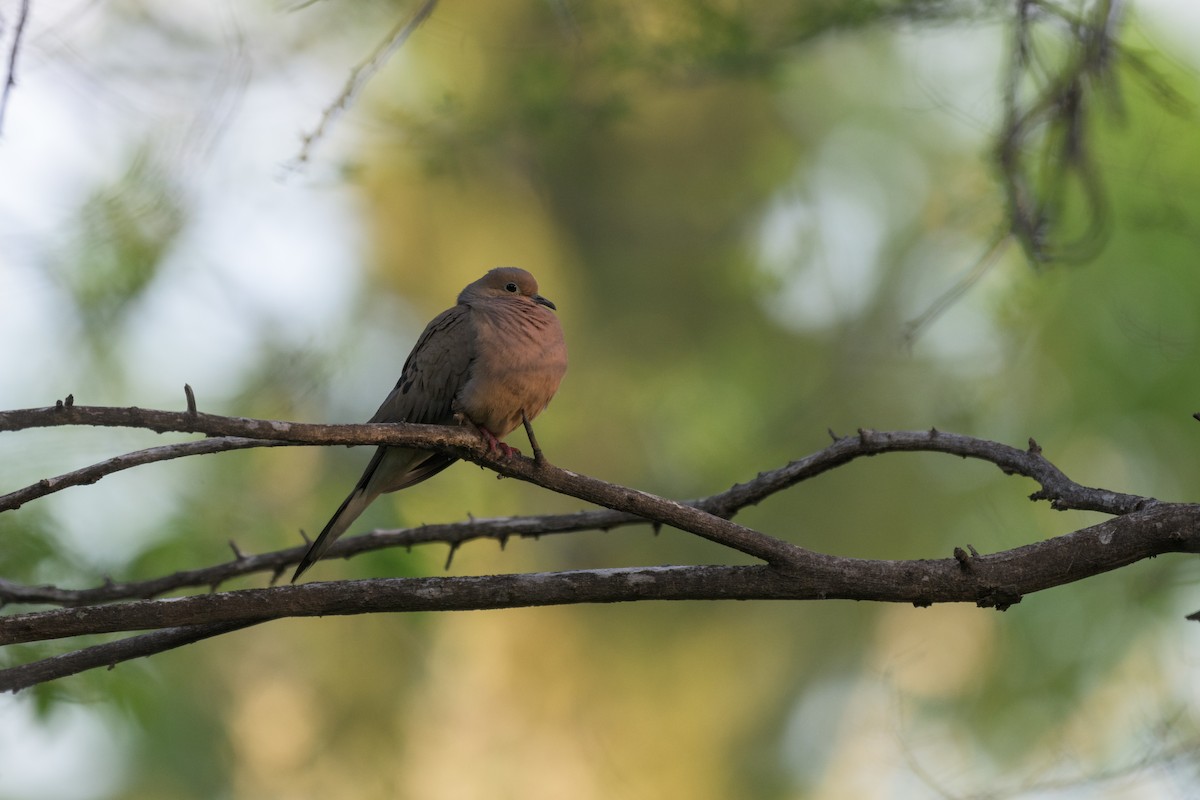 Mourning Dove - ML620763663