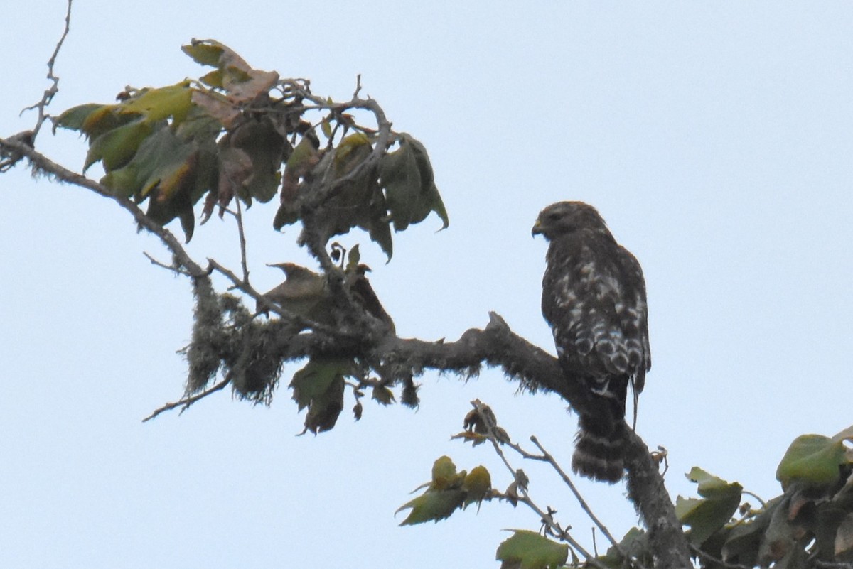 Red-shouldered Hawk - ML620763664