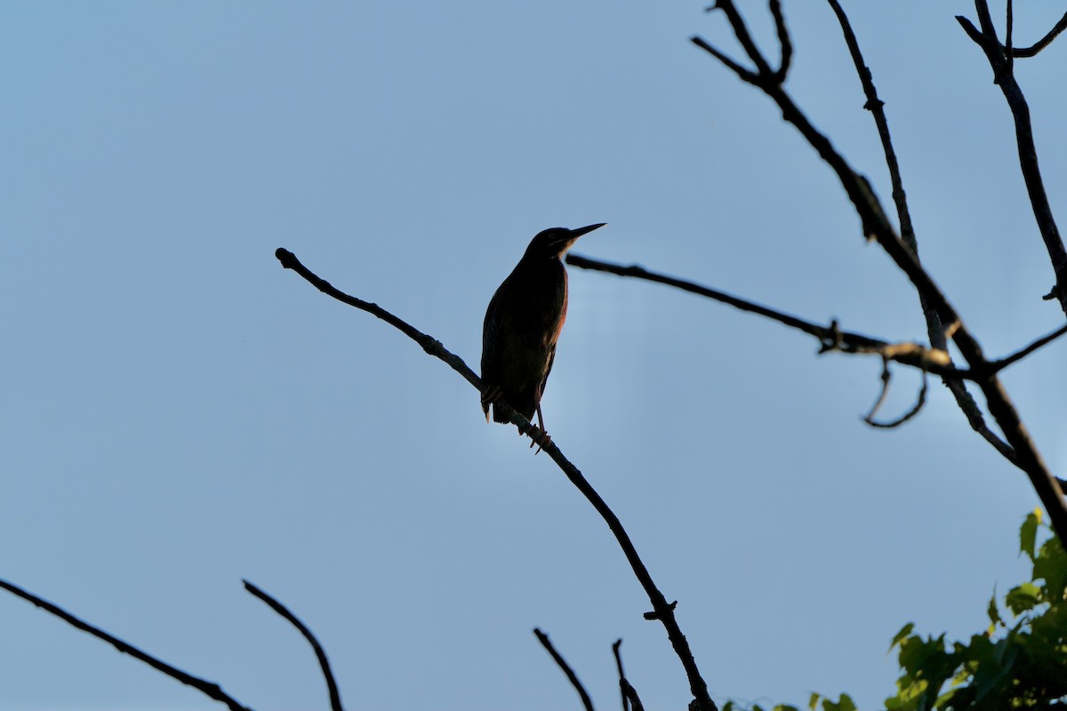 Green Heron - ML620763666