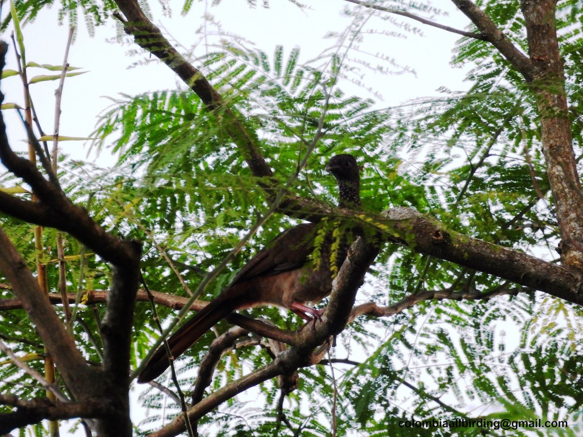 Chachalaca Moteada - ML620763669