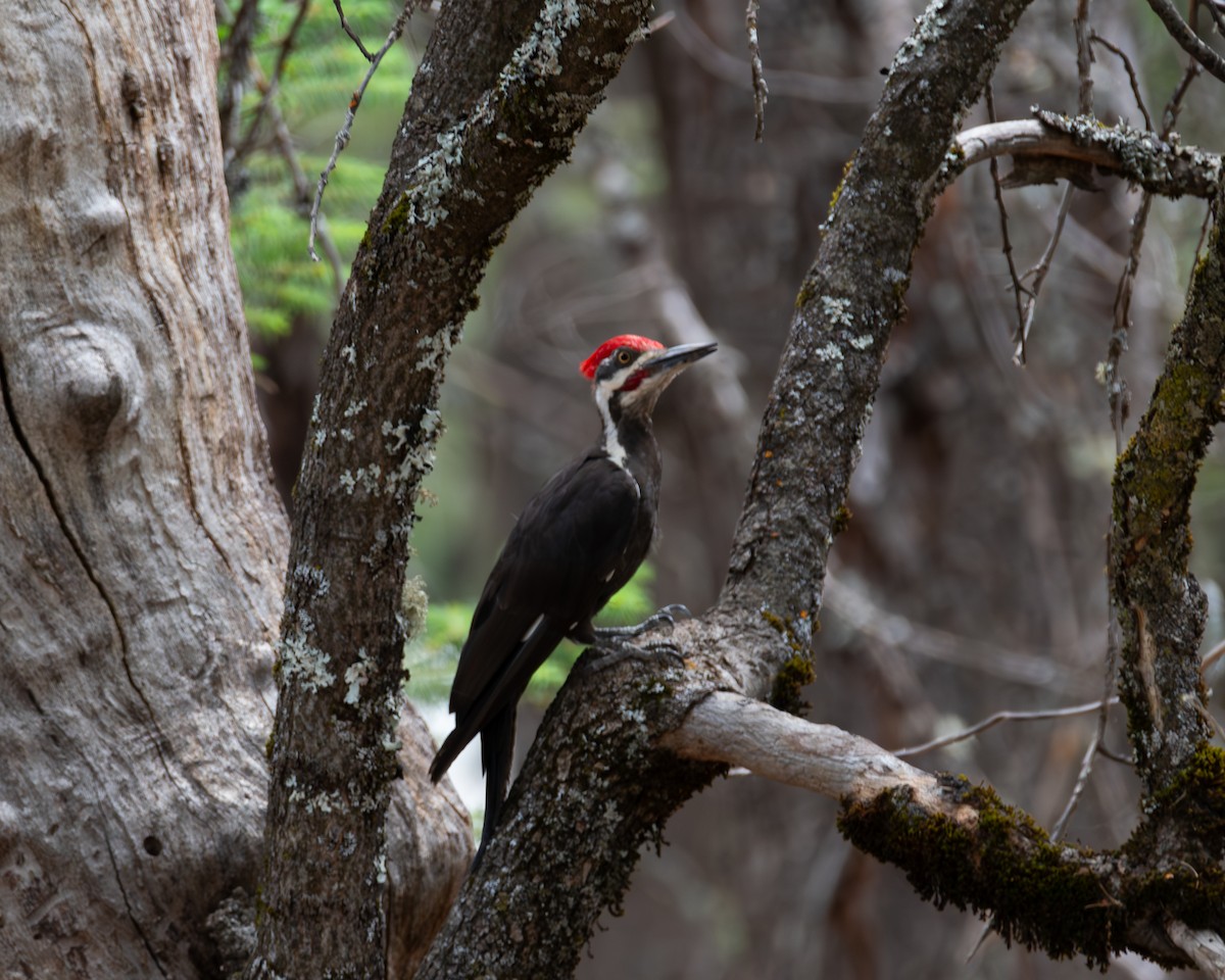 Pileated Woodpecker - ML620763677