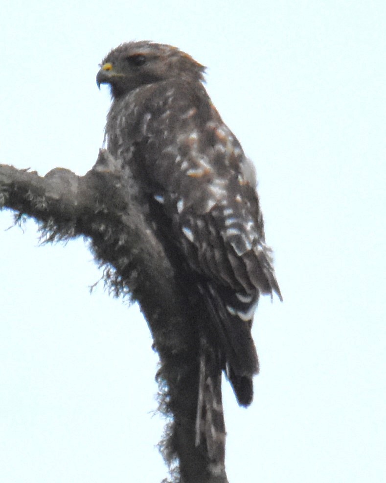 Red-shouldered Hawk - ML620763679