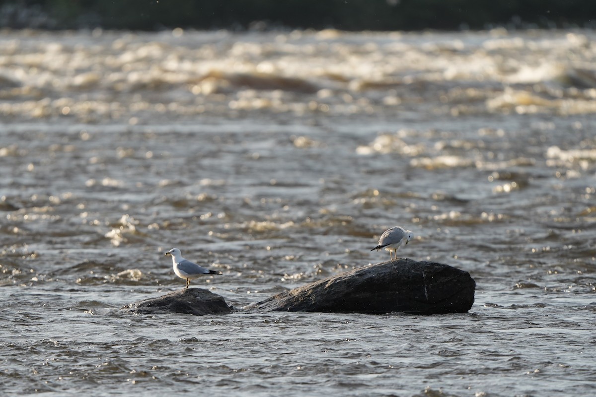 Ring-billed Gull - ML620763680