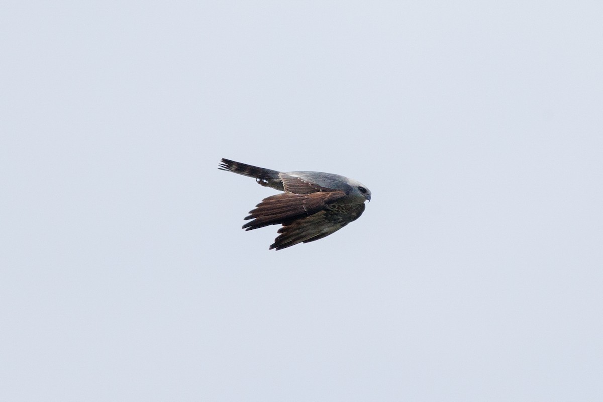 Mississippi Kite - ML620763683