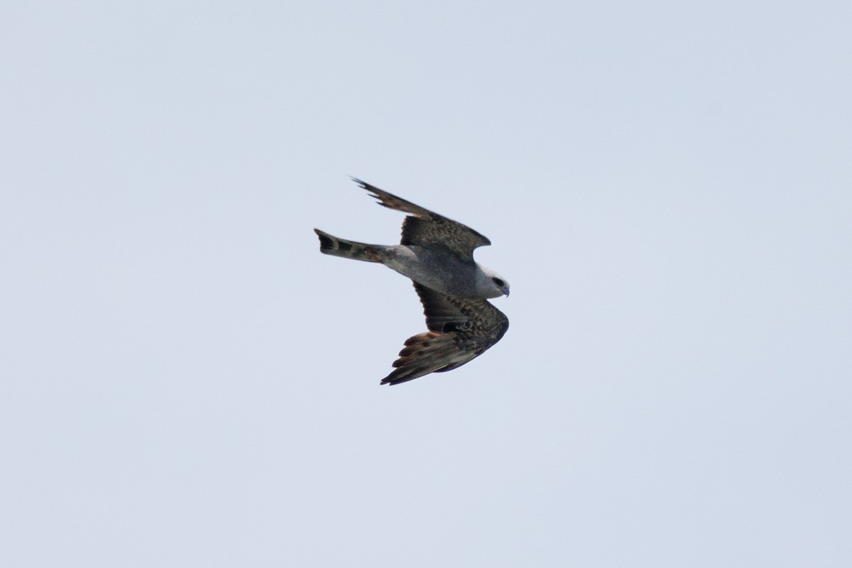 Mississippi Kite - ML620763684