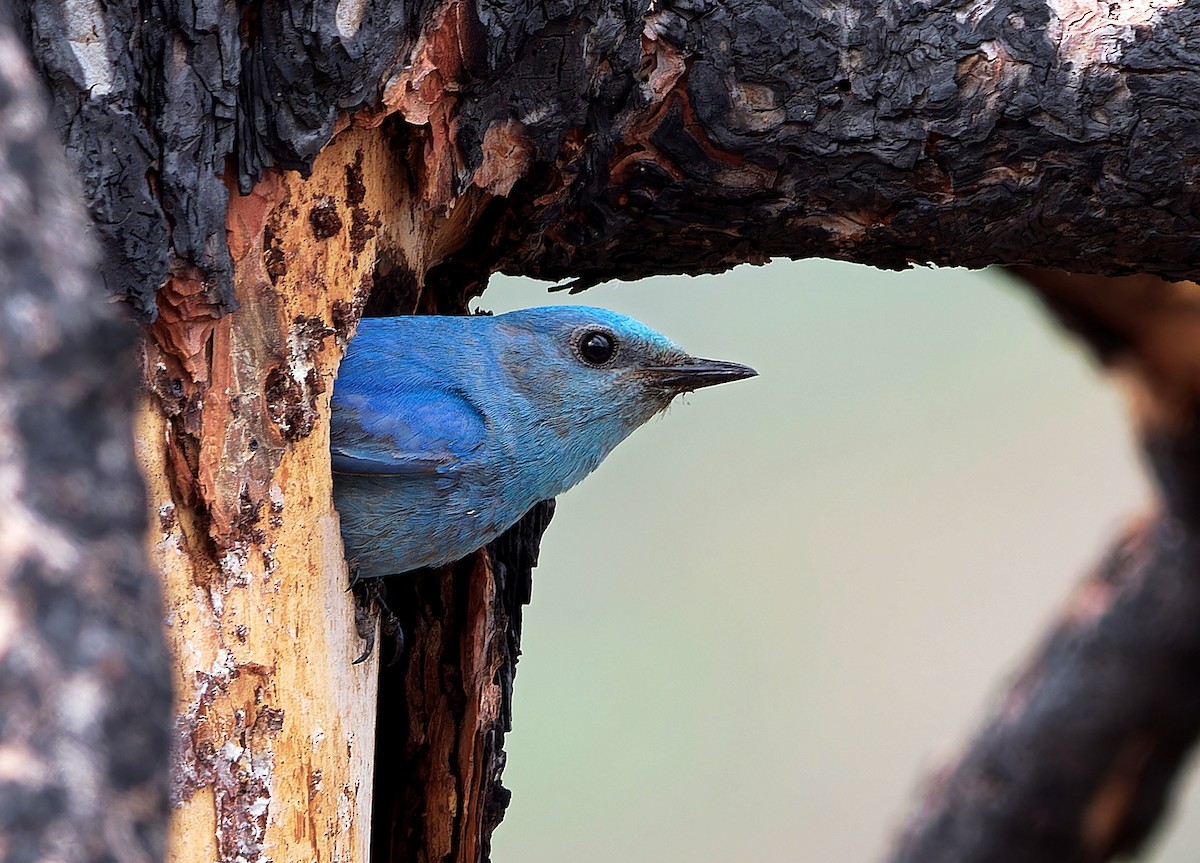 Mountain Bluebird - Aidan Brubaker