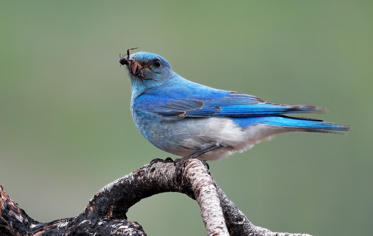 Mountain Bluebird - ML620763686