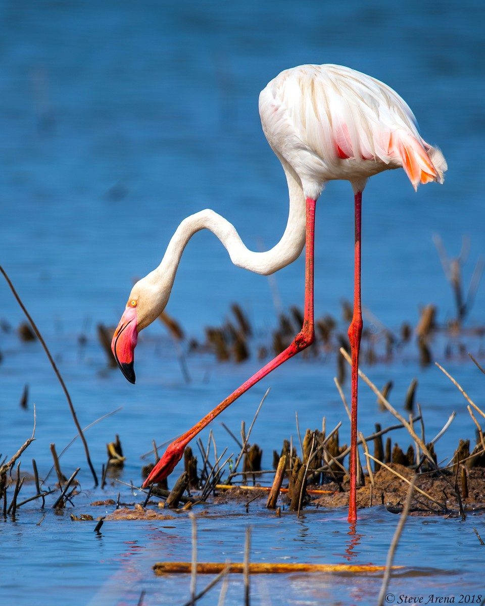 Greater Flamingo - ML620763687