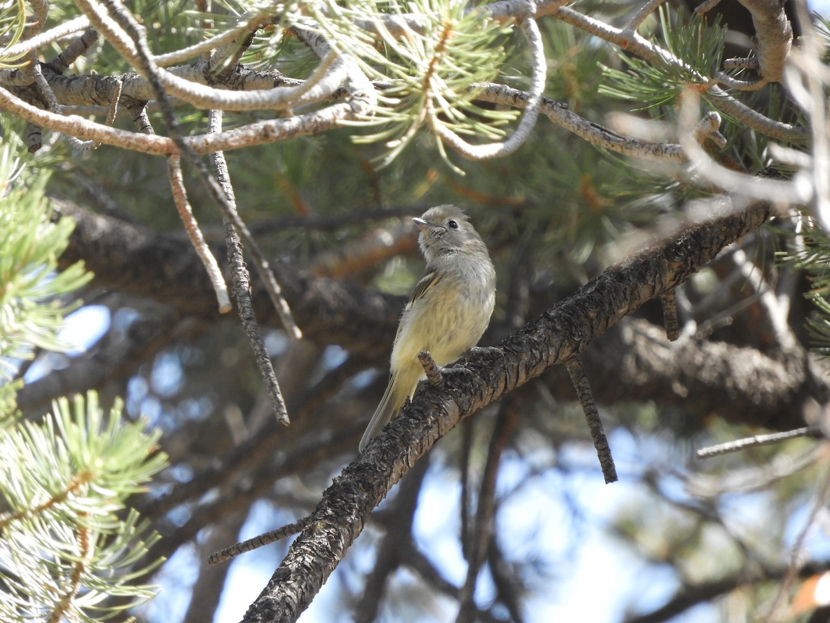 Hutton's Vireo - ML620763689