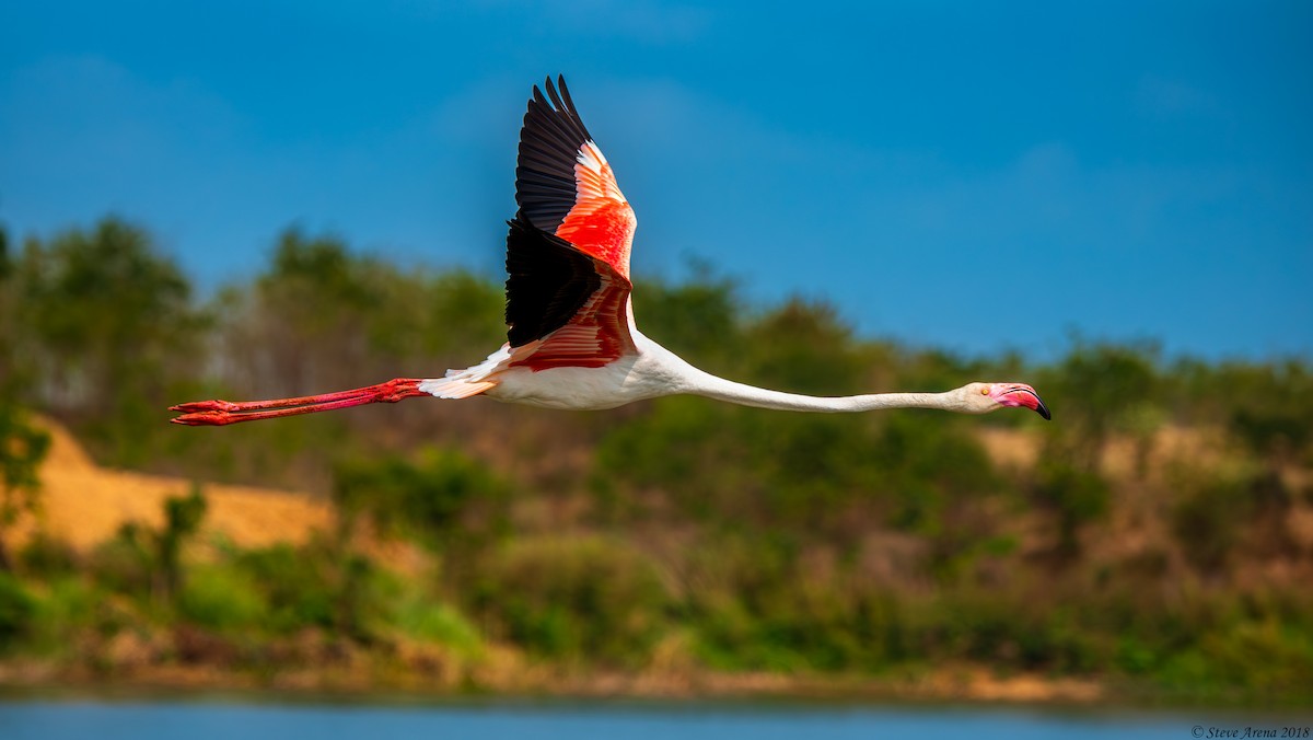 Greater Flamingo - ML620763690