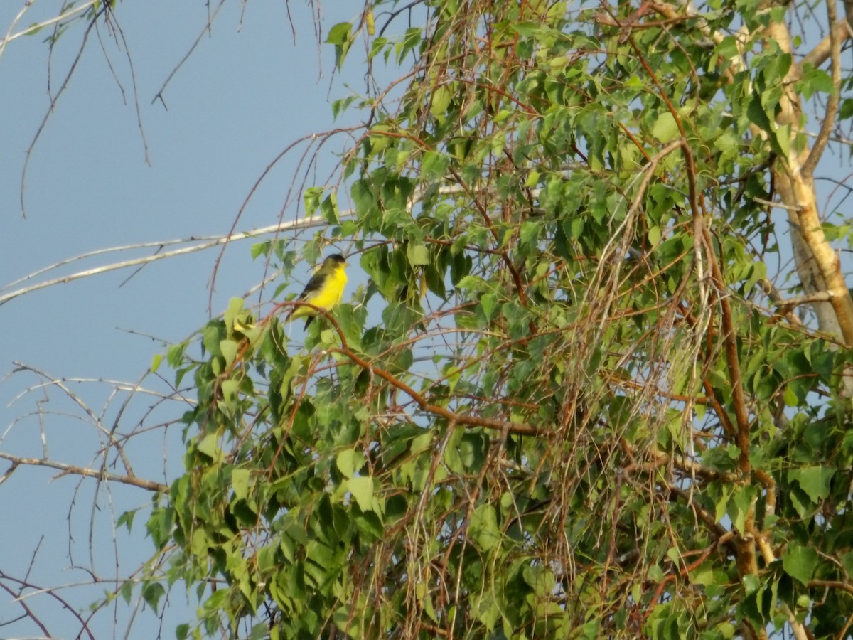 Lesser Goldfinch - ML620763691