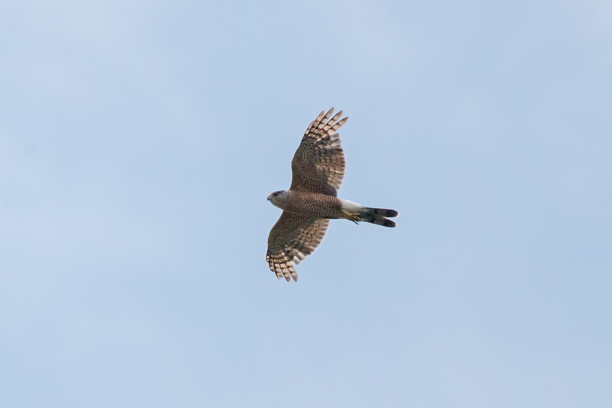 Cooper's Hawk - ML620763698